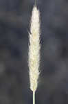 Meadow foxtail